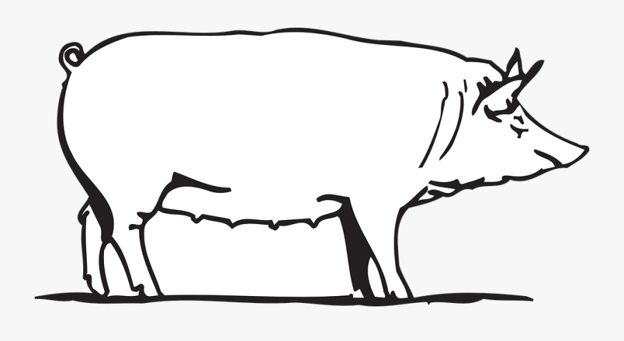 Farm, Barn, Pig, Animal - Large White Pig Drawing, Transparent Clipart