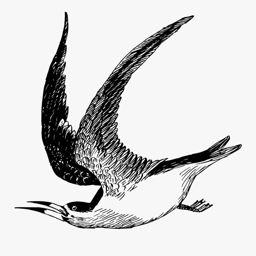 Bird Of Prey,eagle,wildlife - Seabird, Transparent Clipart
