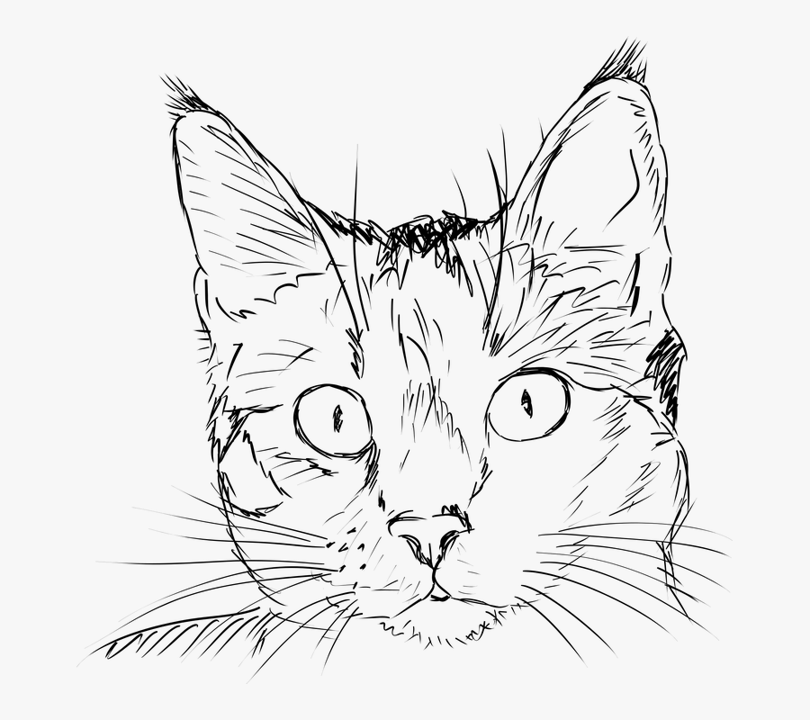 Cat, Kitten, Drawing, Black And White, Portrait, Feline - Realistic Cat Face Outline, Transparent Clipart
