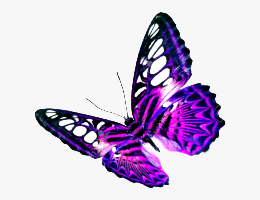 #mq #pink #purple #butterfly #butterflys - Mariposas Con Fondo Transparente, Transparent Clipart