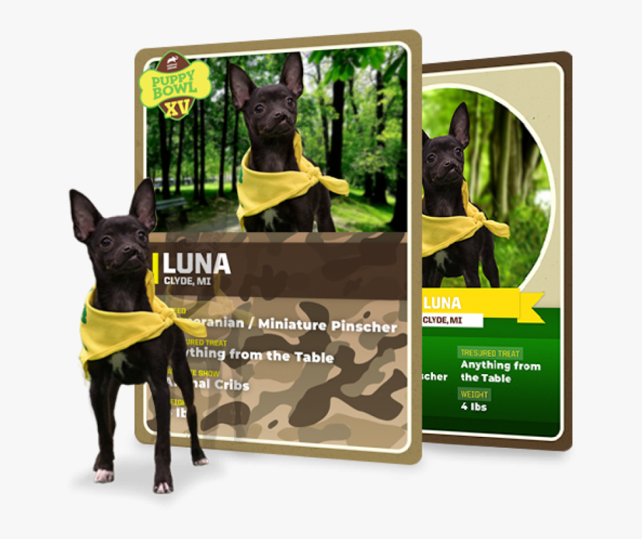 Puppy Bowl Trading Cards, Transparent Clipart