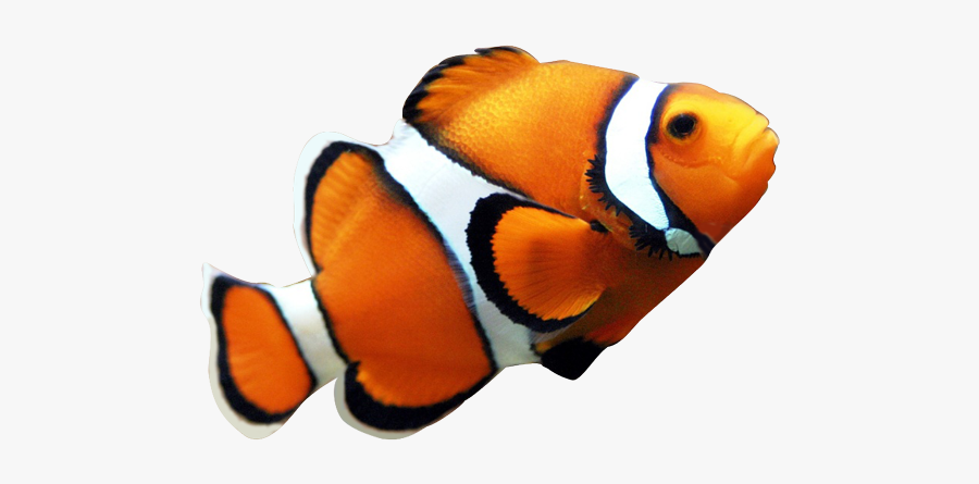 Angelfish Maroon Clownfish Clip Art - Transparent Background Clown Fish Png, Transparent Clipart