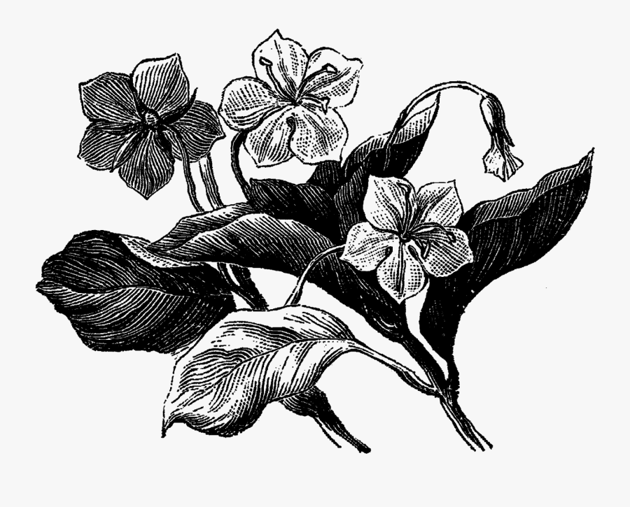 Digital Wildflower Clip Art Downloads - Flower Old Illustration Png, Transparent Clipart