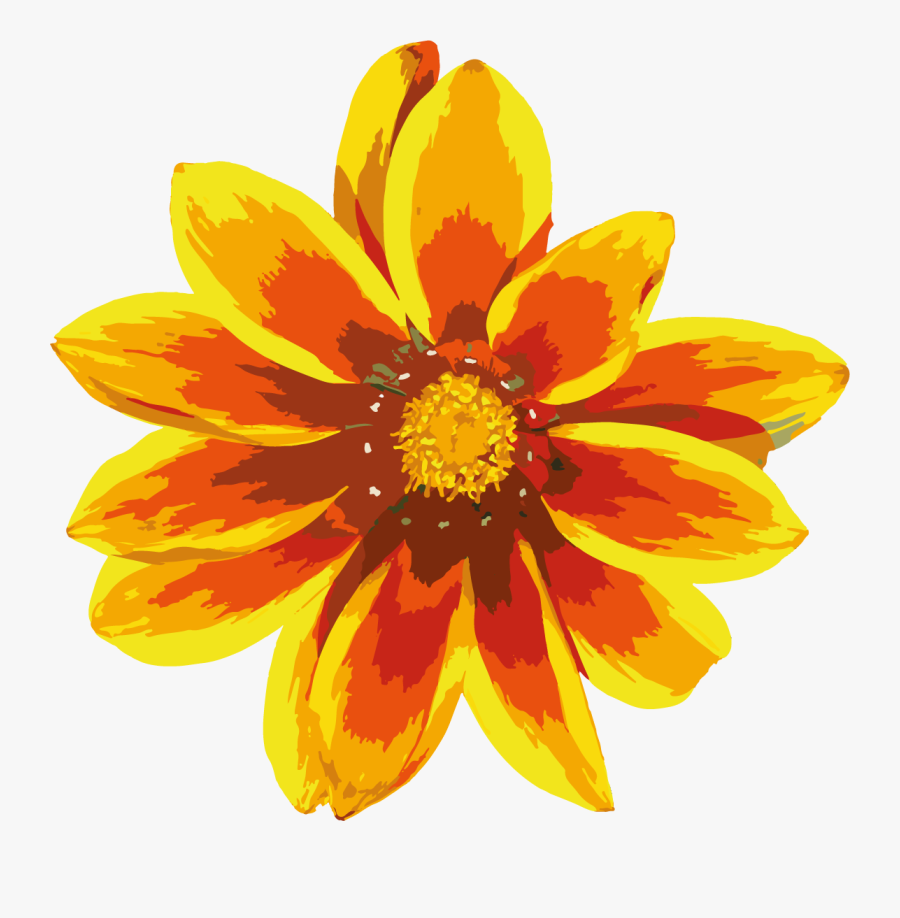 African Daisies, Transparent Clipart