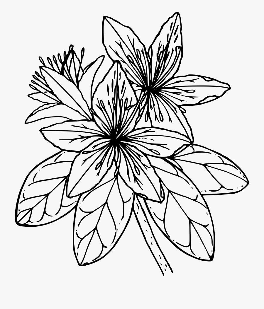 Svg Royalty Free Clipart Pacific Big Image - Azalea Black And White, Transparent Clipart