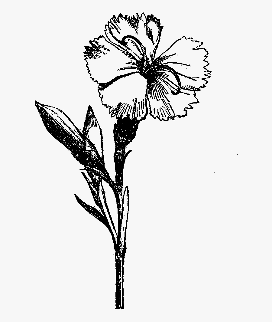 flower drawing visual arts black and white black and white flower png free transparent clipart clipartkey flower drawing visual arts black and