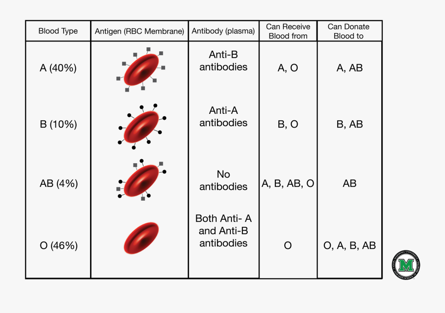 Clip Art Blood Type Compatibility Chart - Blood Types Diagram, Transparent Clipart