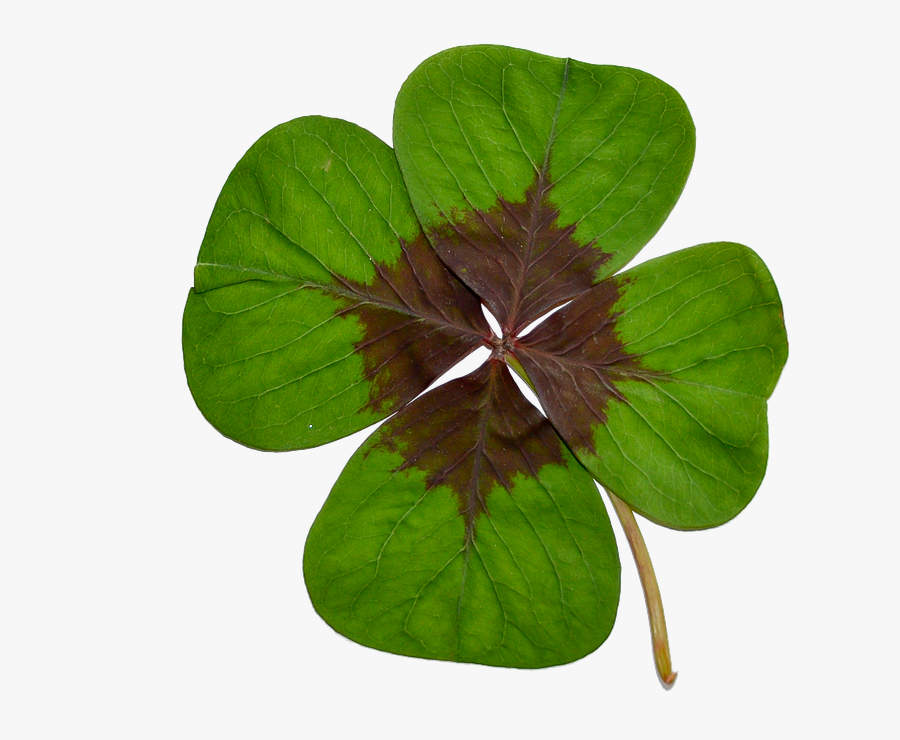 Four-leaf Clover, Luck, Green, Nature - Four-leaf Clover, Transparent Clipart