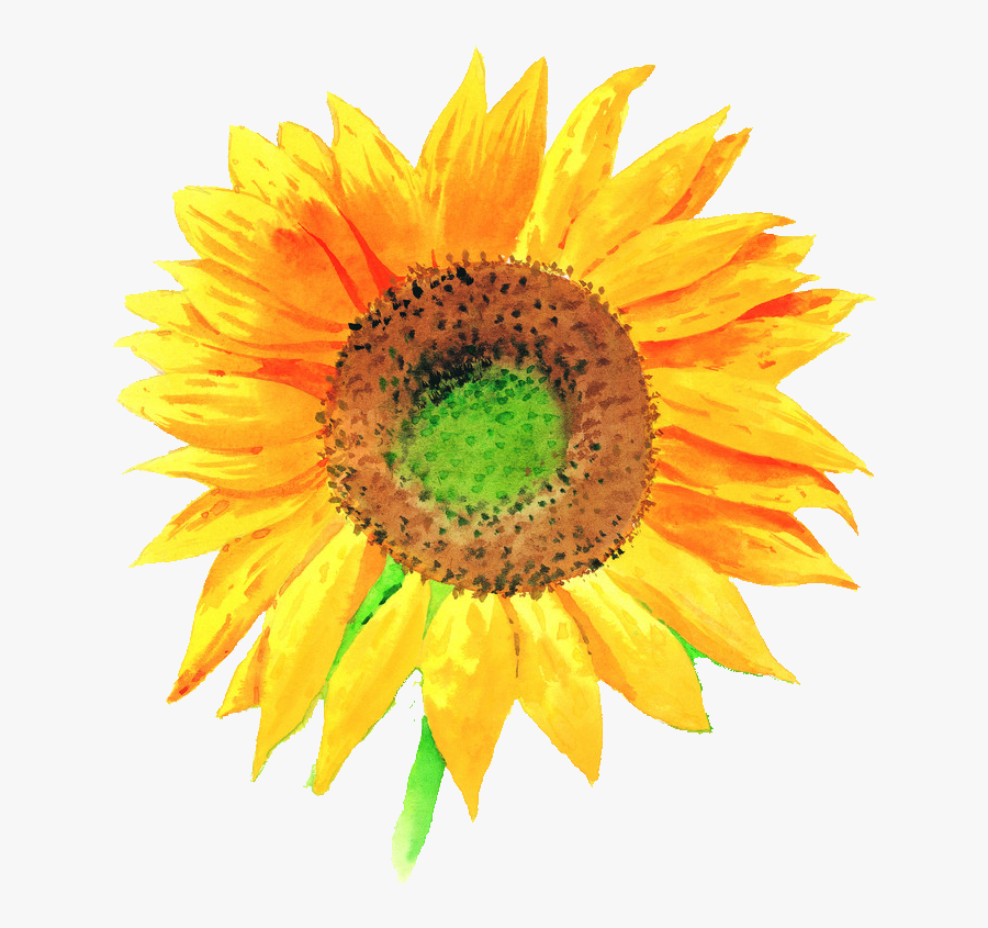 Sunflower Clipart Watercolor - Sunflower Drawing, Transparent Clipart