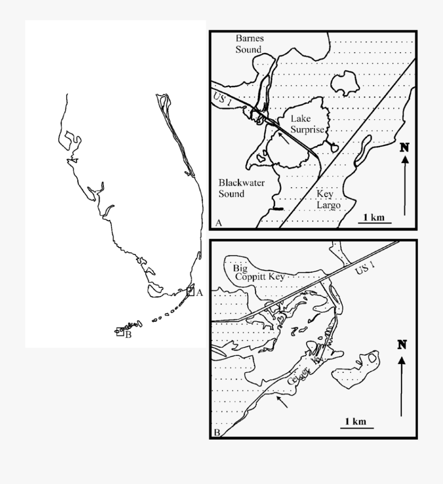 Collection Of Free Florida Drawing Line Download On - Line Art, Transparent Clipart