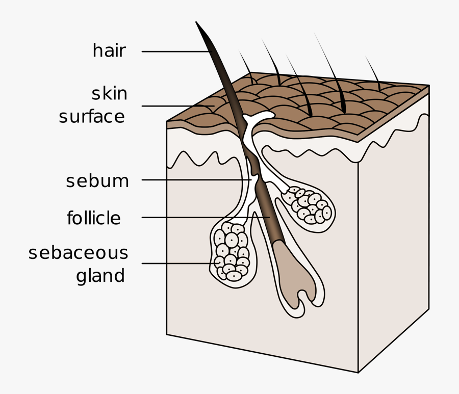 How To Draw A Integumentary System