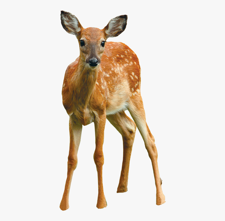 Fawny Look “why Are You Looking At Me ‘fawny’” “this - White-tailed Deer, Transparent Clipart