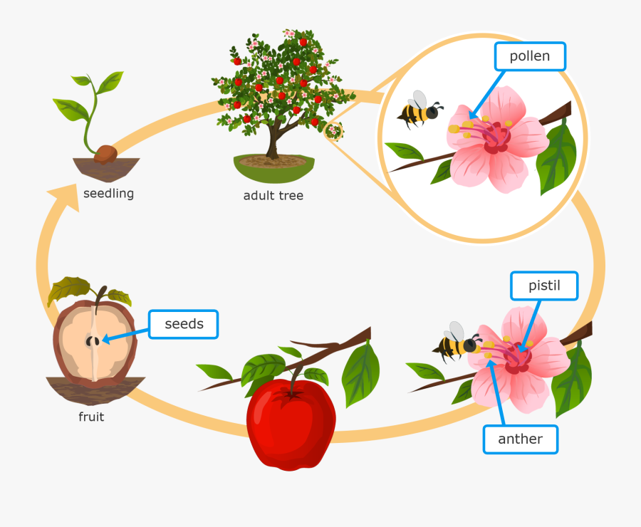 Plant Life Cycle. Жизненный цикл растений для детей. Жизненный цикл цветка для детей. Plant Life Cycle for Kids.