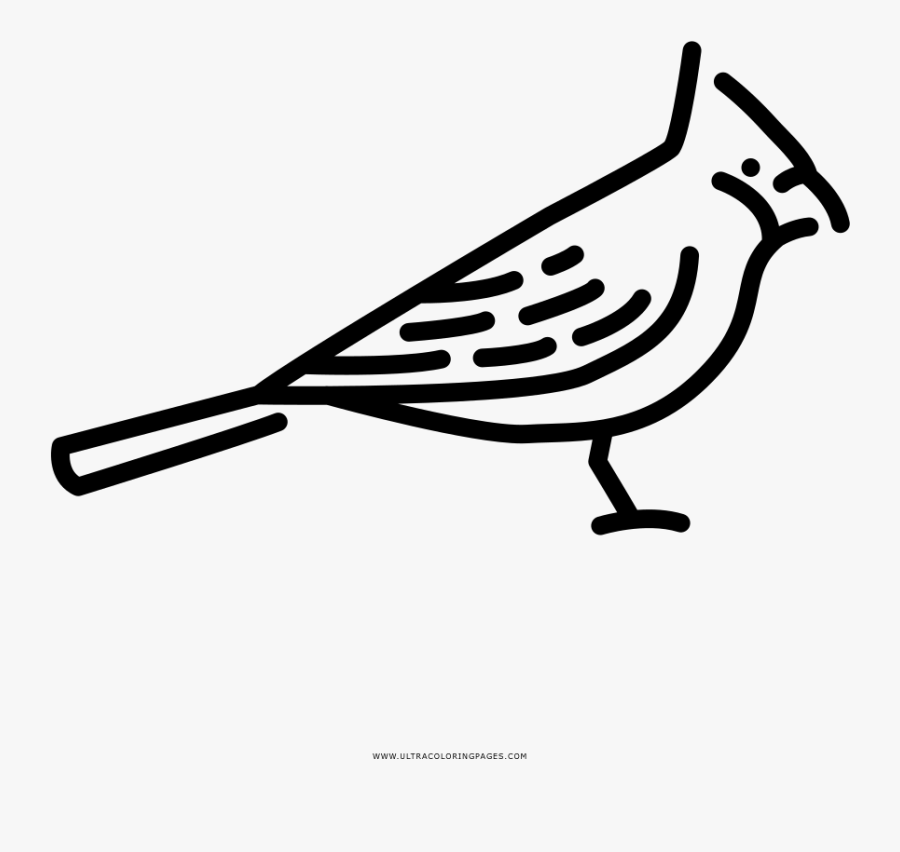 Cardinal Coloring Page Free Transparent Clipart Clipartkey