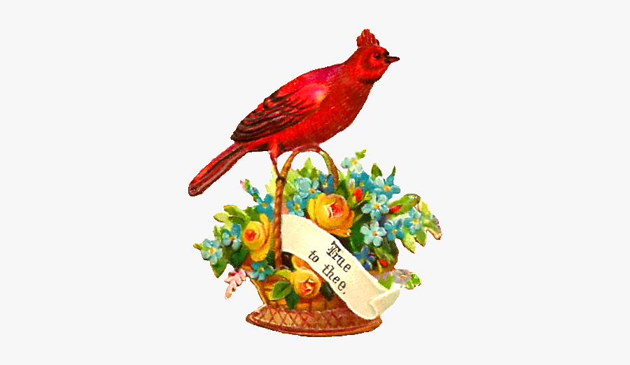 Northern Cardinal, Transparent Clipart