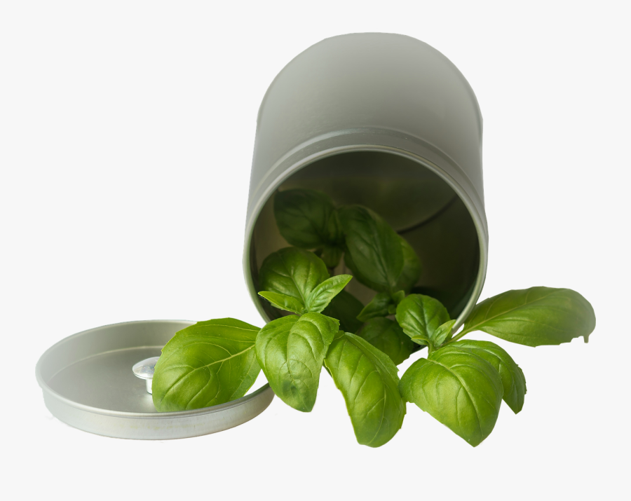 Basil Pot Garden Plant Png Image - Basil Pot Png, Transparent Clipart