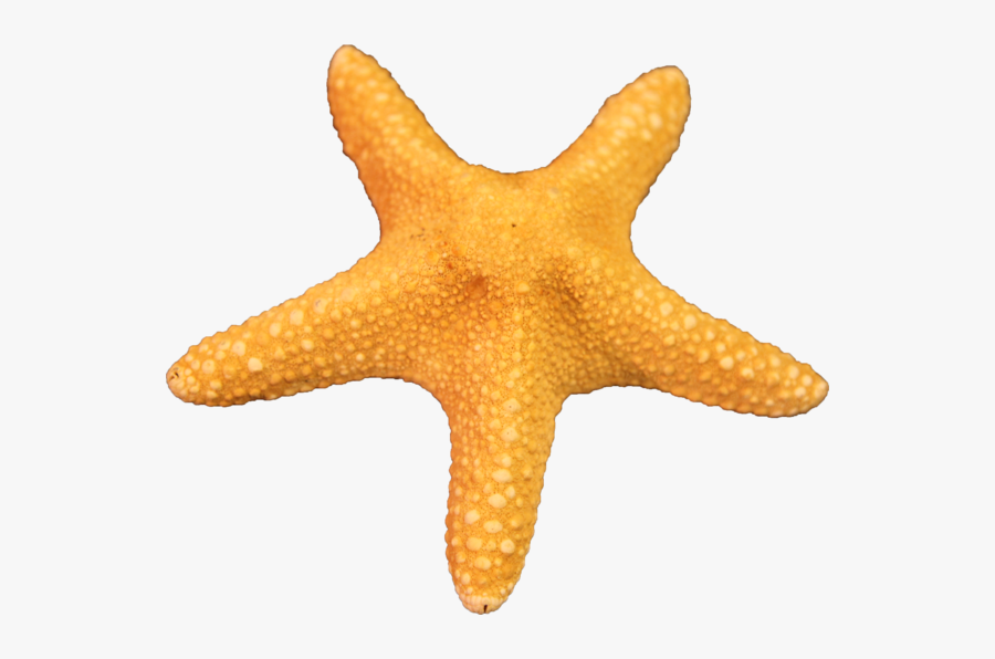 Starfish Transparent Png - Starfish Transparent, Transparent Clipart