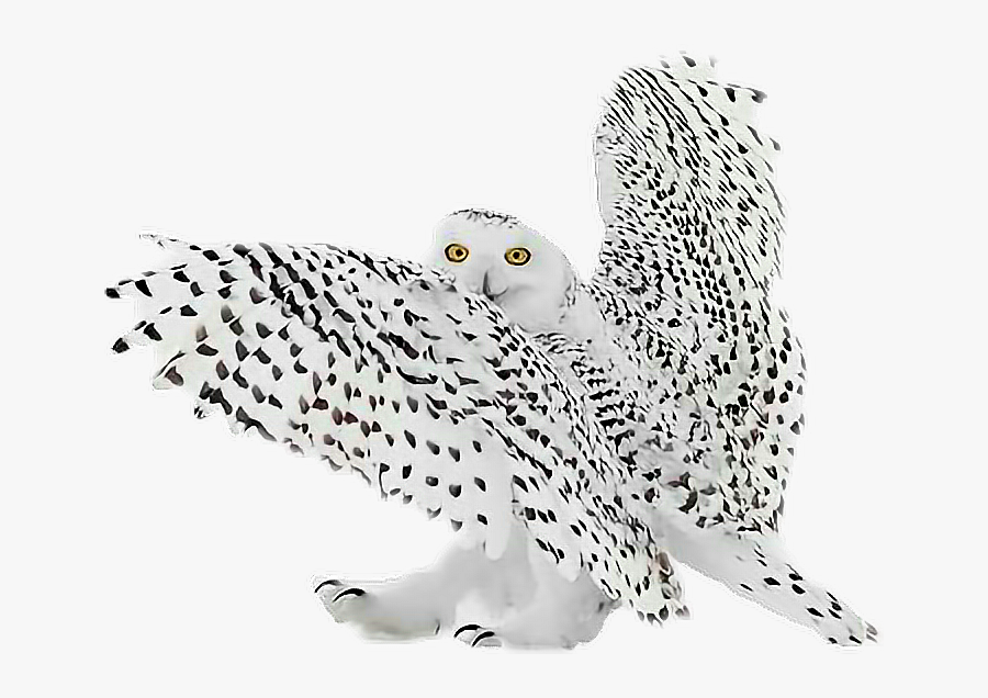#sticker #owl #white #bird #freetoedit - Snowy Owl, Transparent Clipart