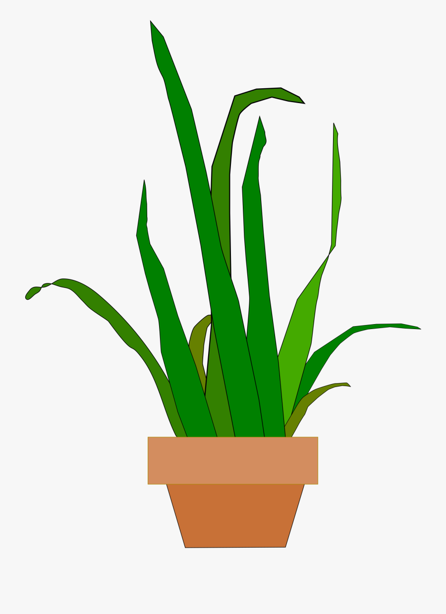 Snake Plant Png - Flowerpot, Transparent Clipart