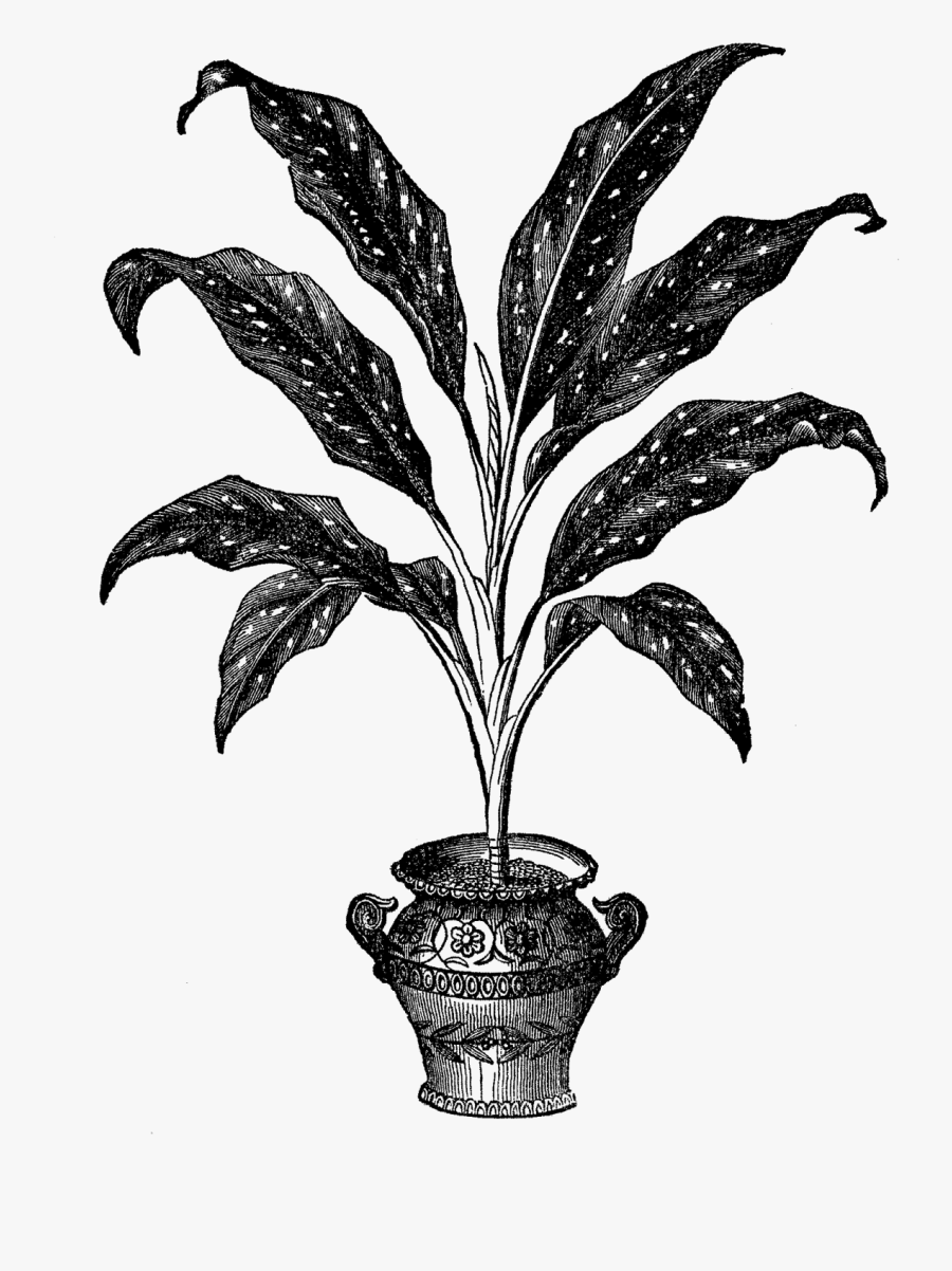 Plant Illustration Botanical Image - Digital House Plant Illustration, Transparent Clipart