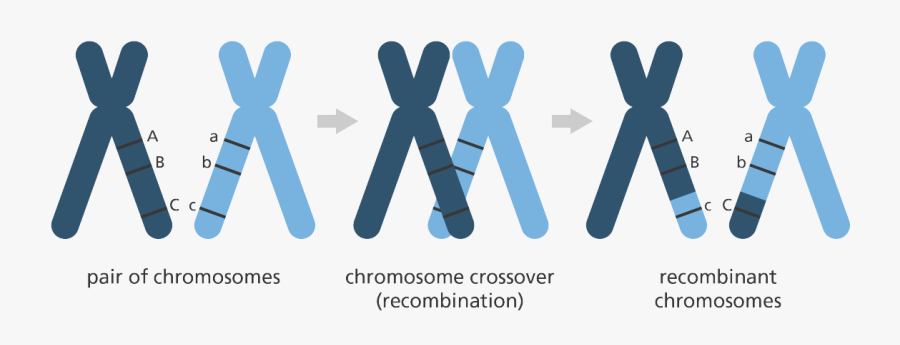 Uses Of Mapping Someone's Genome, Transparent Clipart