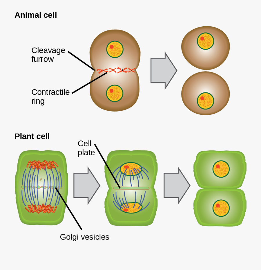 This Illustration Shows Cytokinesis In A Typical Animal - Cytokinesis Diagram, Transparent Clipart