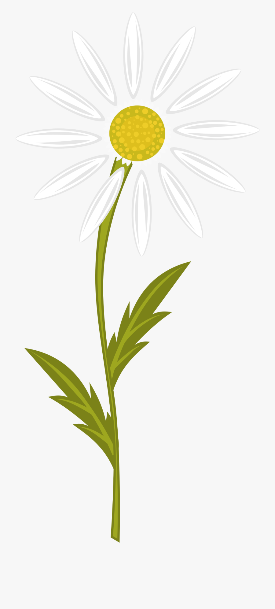 Daisy Camomile Frames Illustrations - Camomile Clipart, Transparent Clipart