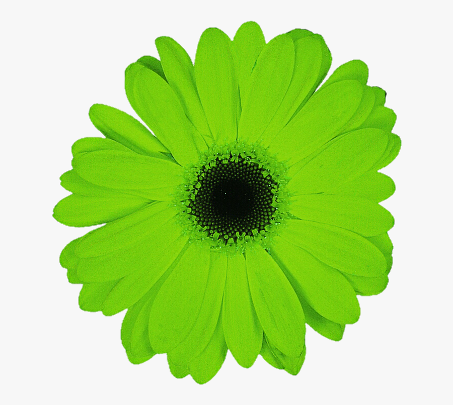 Transparent Gerbera Daisy Clipart - Green Daisy Flower, Transparent Clipart