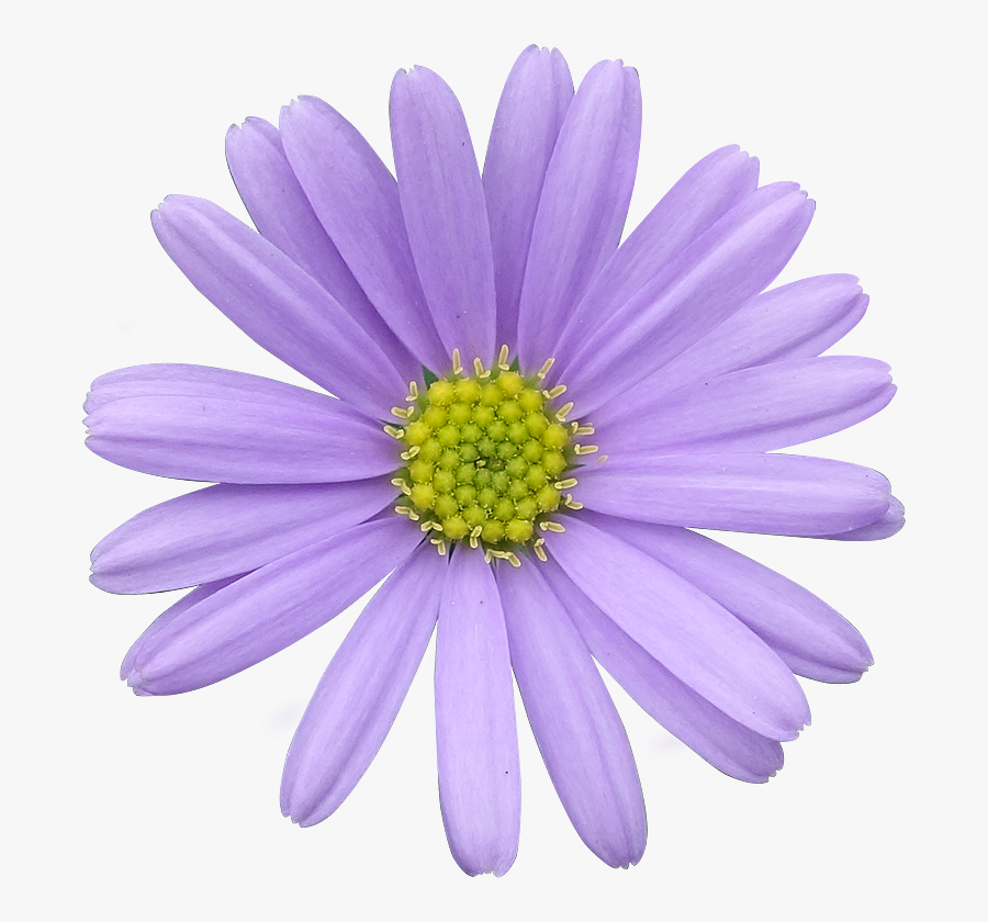 Flower,flowering Daisy,daisy Family,barberton Plant,annual - Light Purple Flower Png, Transparent Clipart
