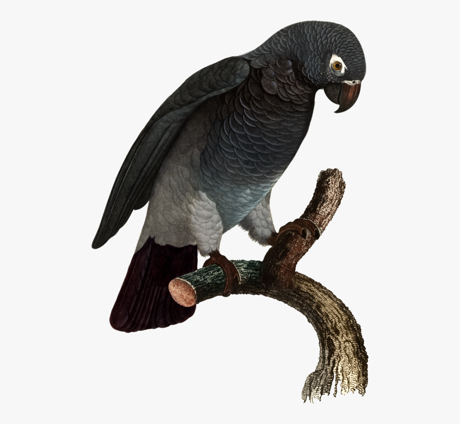 Eagle,vulture,wing - African Grey Parrot Timneh, Transparent Clipart