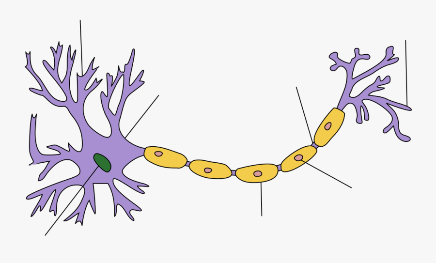 Nerve Cell, Transparent Clipart