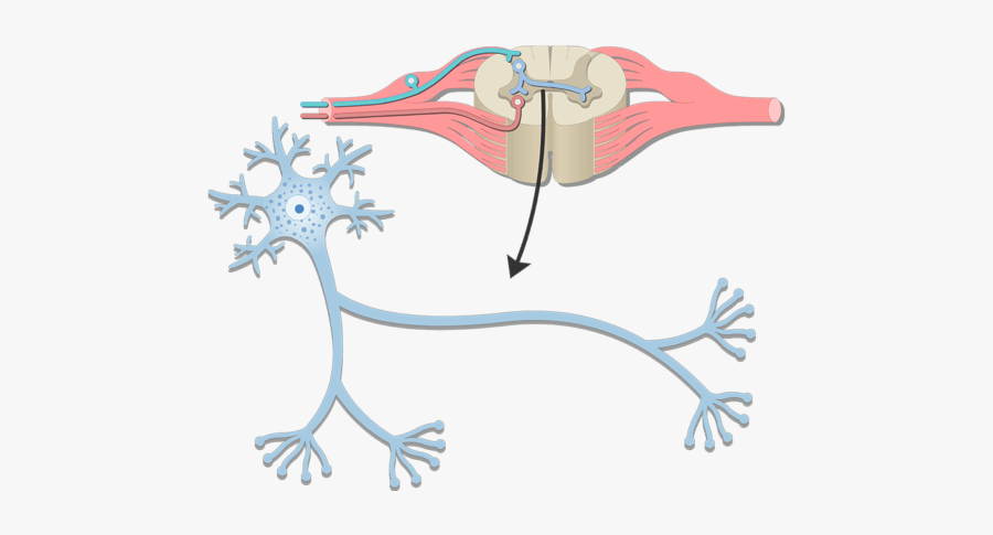 Nerve Cell Structure, Transparent Clipart