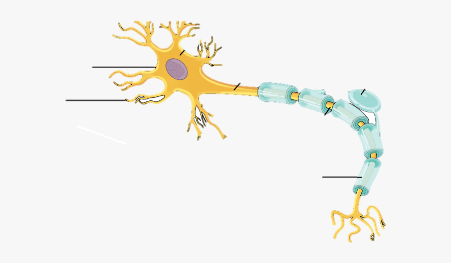 Neurophysiology, Transparent Clipart