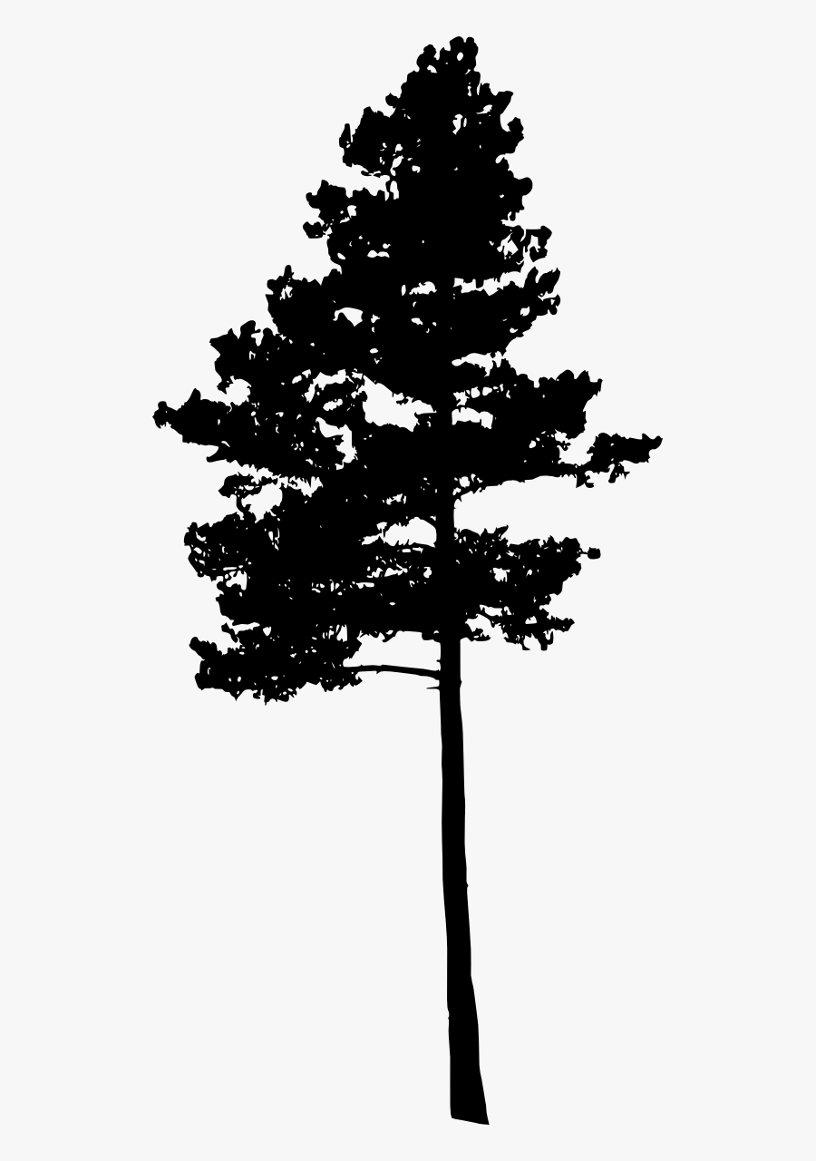 538 × 1200 Px - Pine Tree Silhouette Png, Transparent Clipart