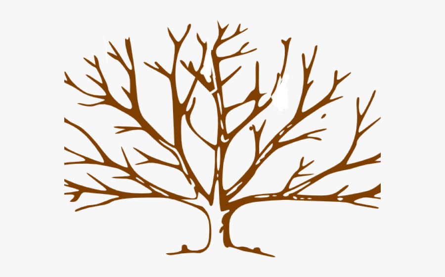 Transparent Redwood Tree Clipart - Leave Less Tree Drawing, Transparent Clipart