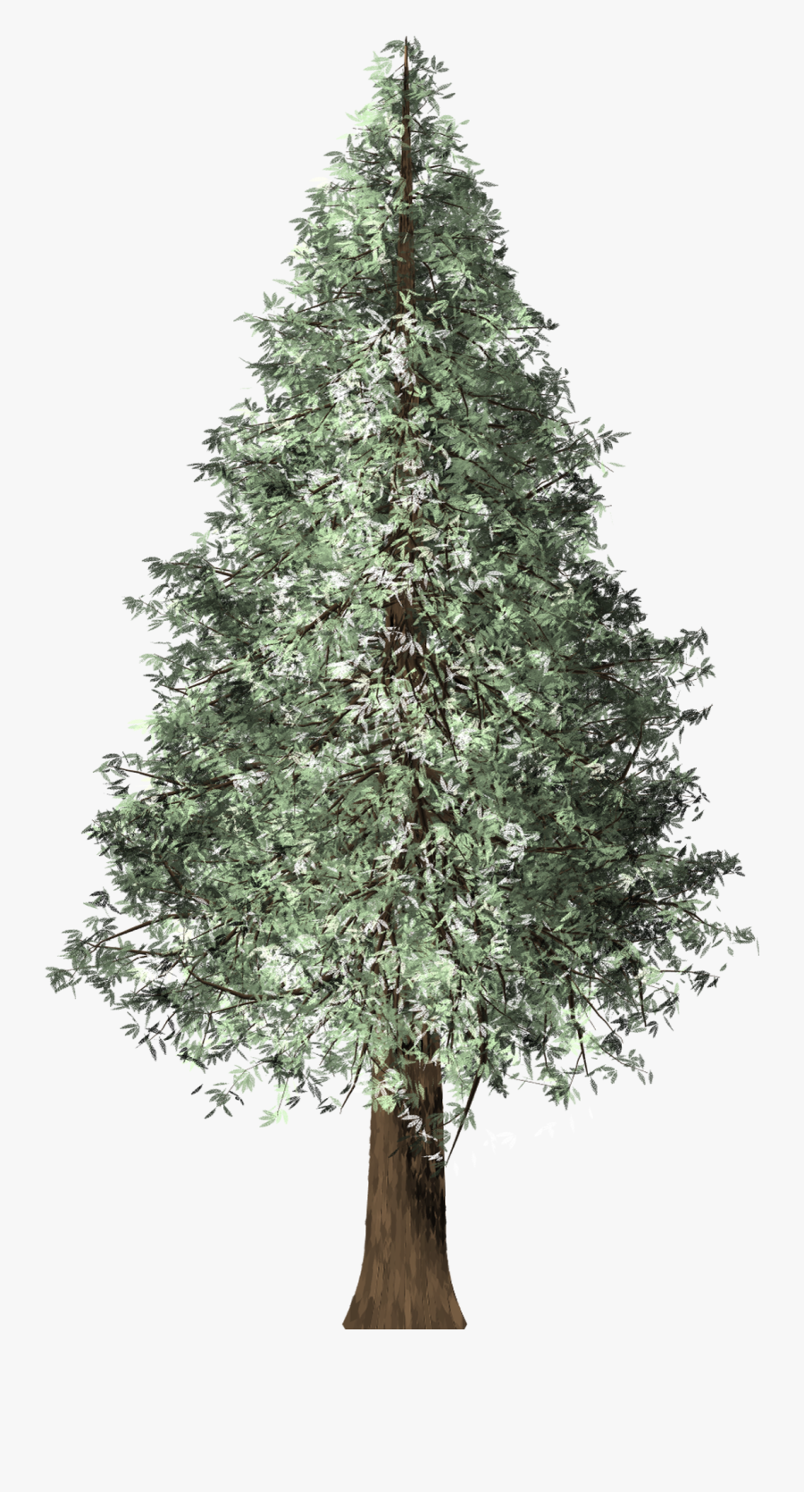 Redwood Tree Png, Transparent Clipart