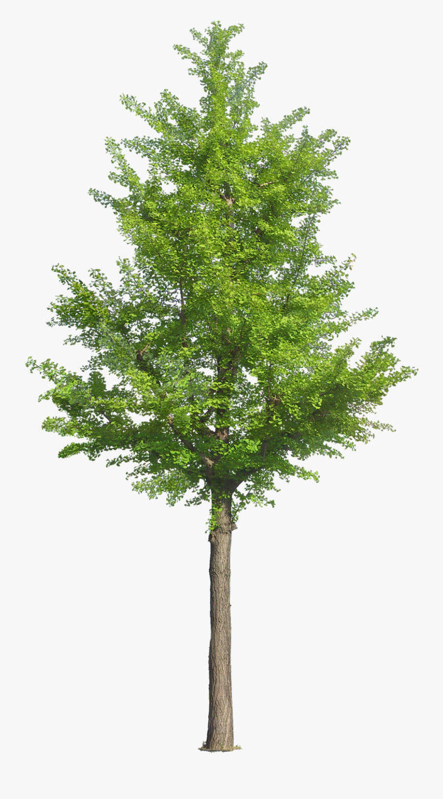 Arbre Png, Transparent Clipart