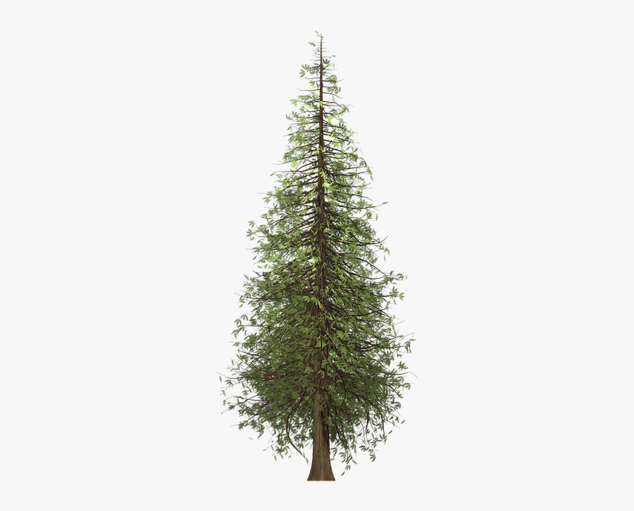 Redwood Tree Painted - Slim Pre Lit Christmas Trees, Transparent Clipart