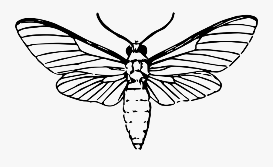 Drawn Moth Line Drawing Moth Drawing , Free Transparent Clipart