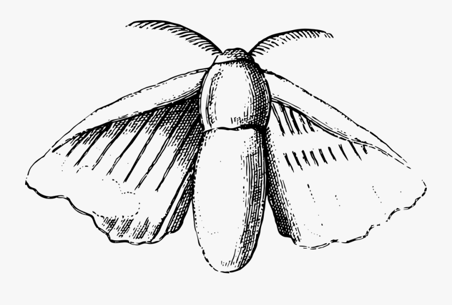 Moths And Dispar Dispar,black And White,gypsy Moth,clip - Drawing Of A Silkmoth, Transparent Clipart