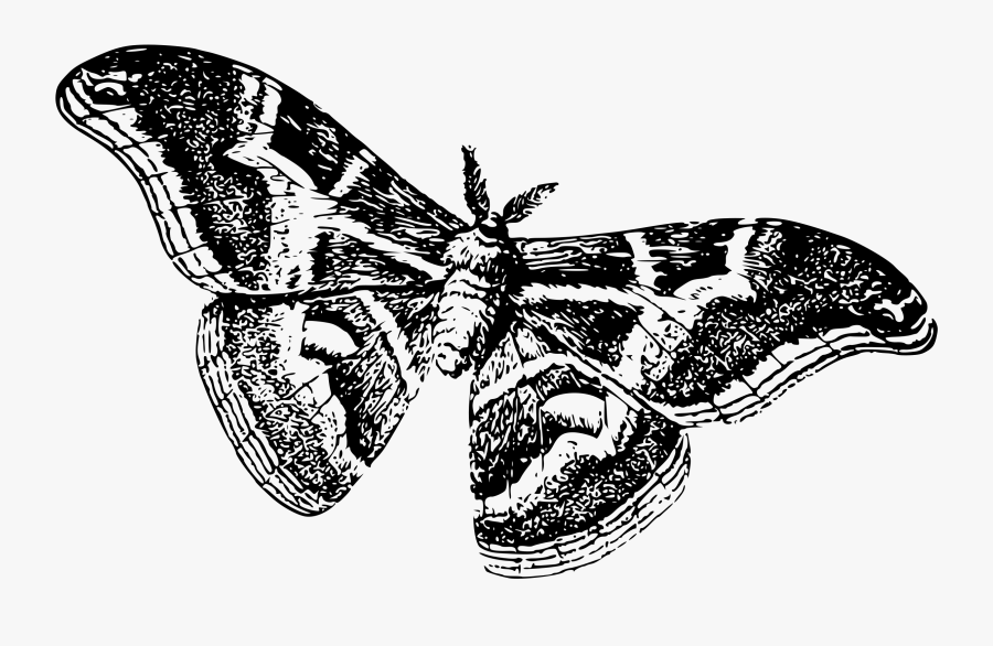 Silkworm As A Moth - Moths Black And White, Transparent Clipart