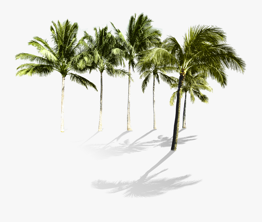 Clip Art Arecaceae Beach Wallpaper Tropical - Real Coconut Tree Png, Transparent Clipart
