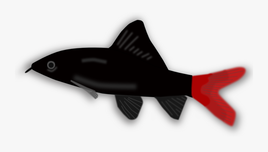 Aquarium Fish - Epalzeorhynchos - Small Black And Red Fish, Transparent Clipart