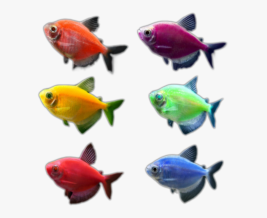 Glo Fish Clip Art - Glo Fish Png, Transparent Clipart