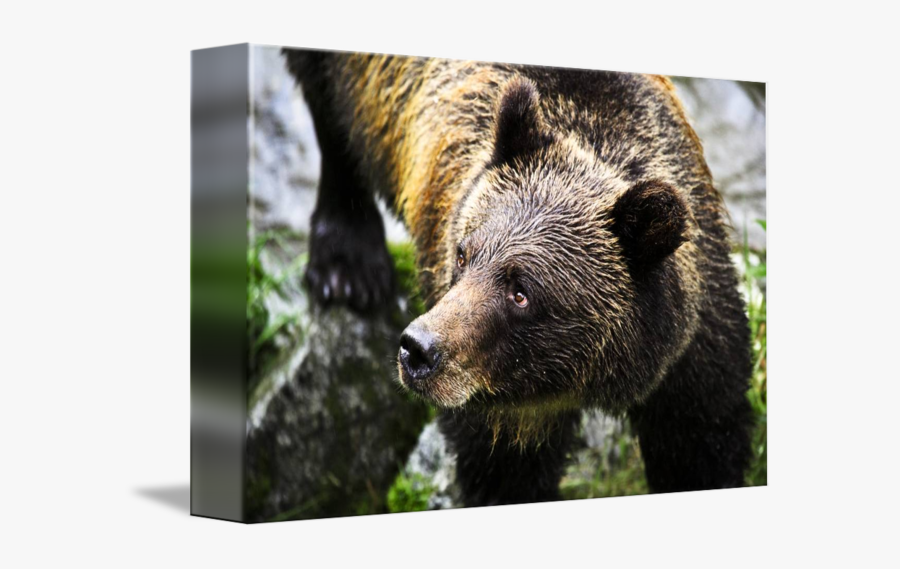 Clip Art By Design Pics - Grizzly Bear, Transparent Clipart