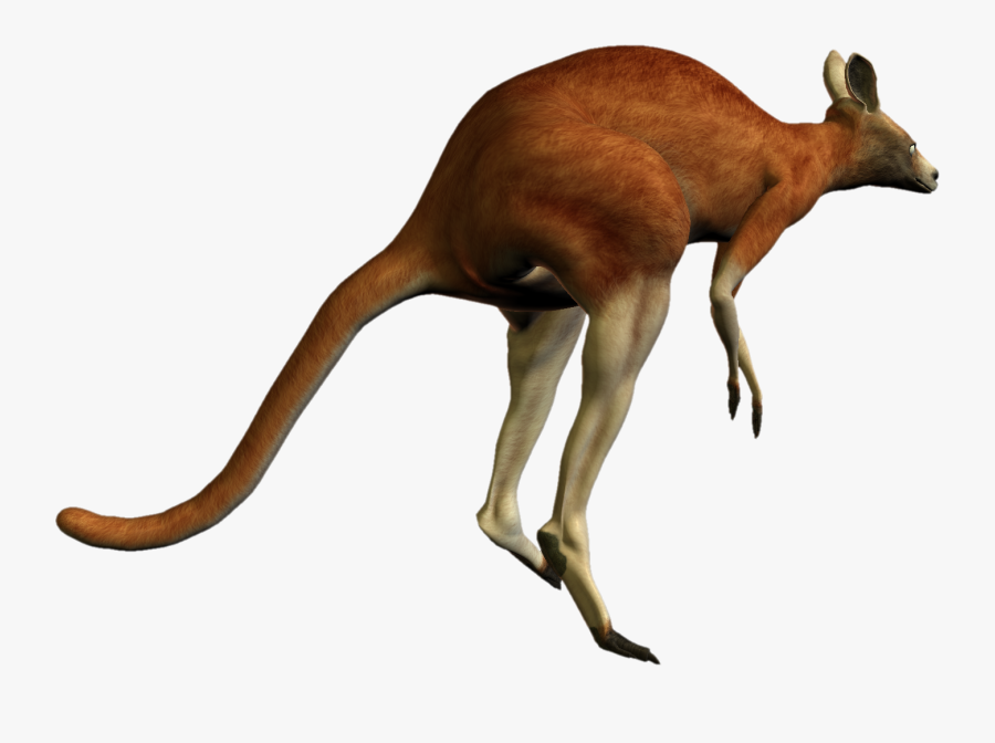 Kangaroo Png - Red Kangaroo Transparent Background, Transparent Clipart