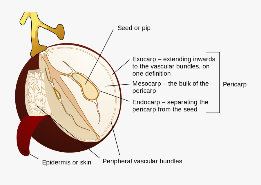 Image Of Grape Berry Diagram - Difference Between Pomes And Drupes, Transparent Clipart