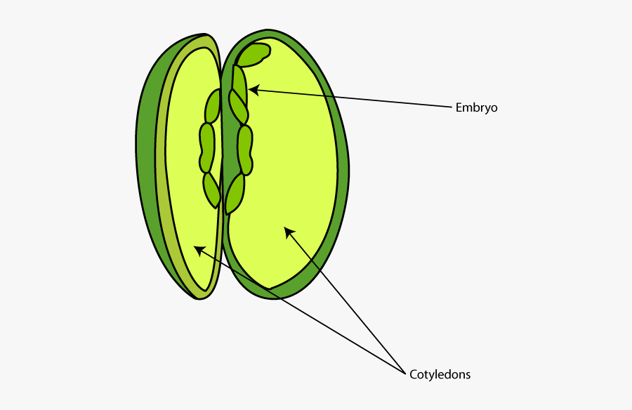 Seed Parts Diagram - Inside A Radish Seed , Free Transparent Clipart