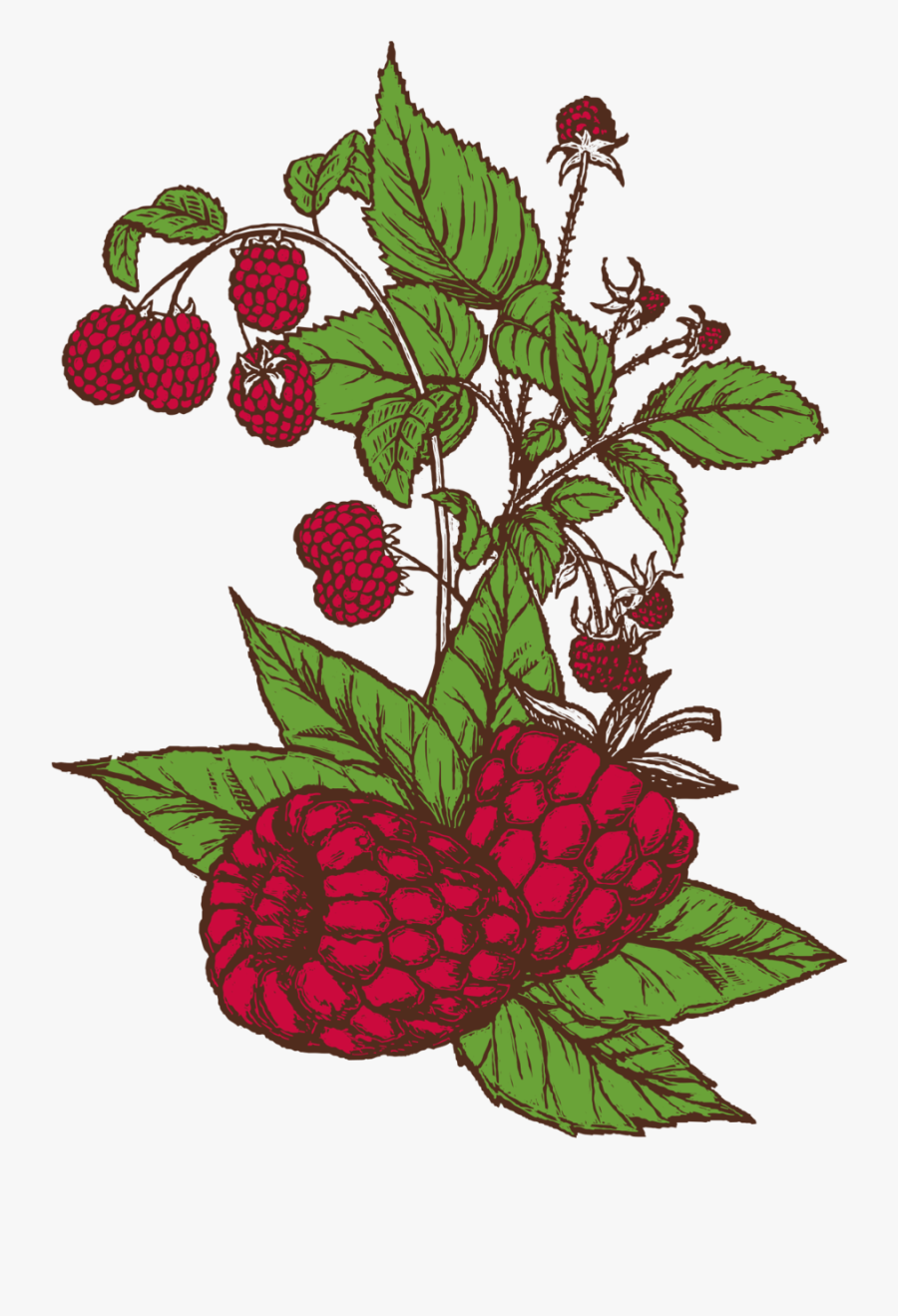 Avery Raspberry Sour Logo, Transparent Clipart