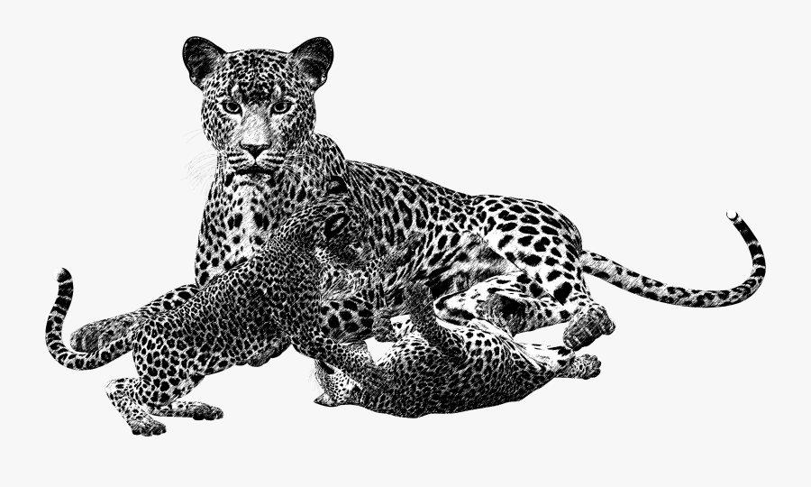 Animales Carnivoros En Blanco Y Negro, Transparent Clipart